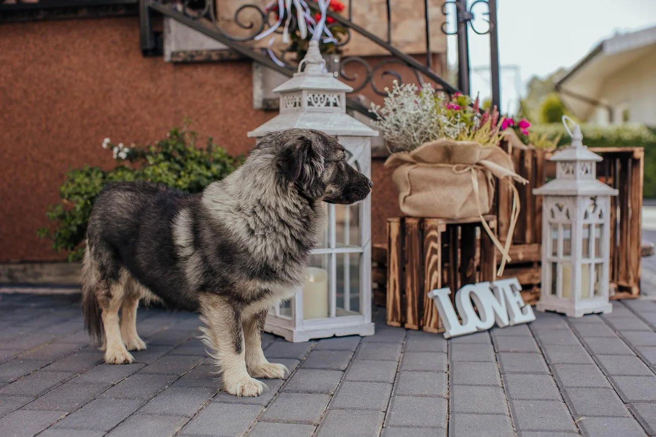Przygotowania u Pana Młodego