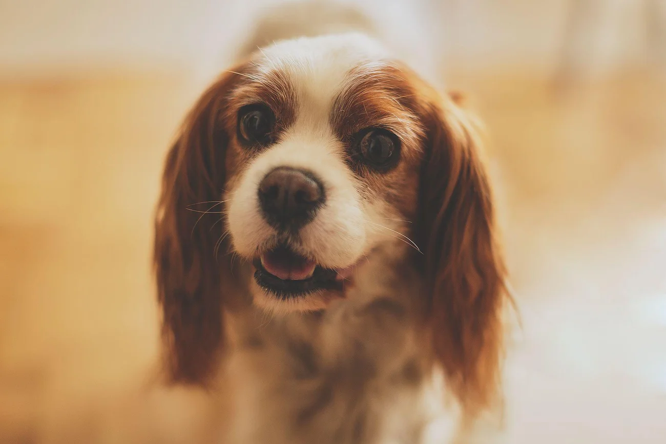 Reportaż ślubny - pies